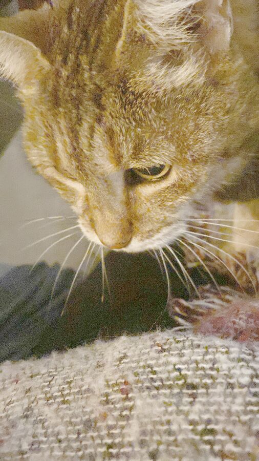 Alice the cat during a cat sitting visit