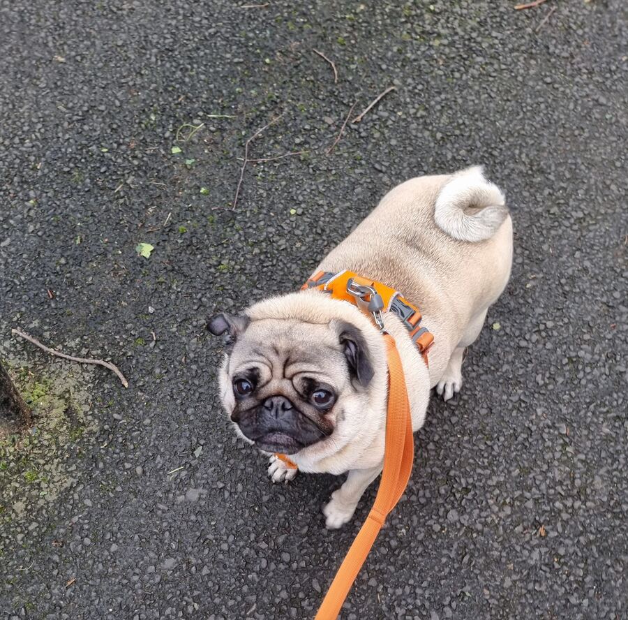 Daisy the pug on a walk in Stockbridge