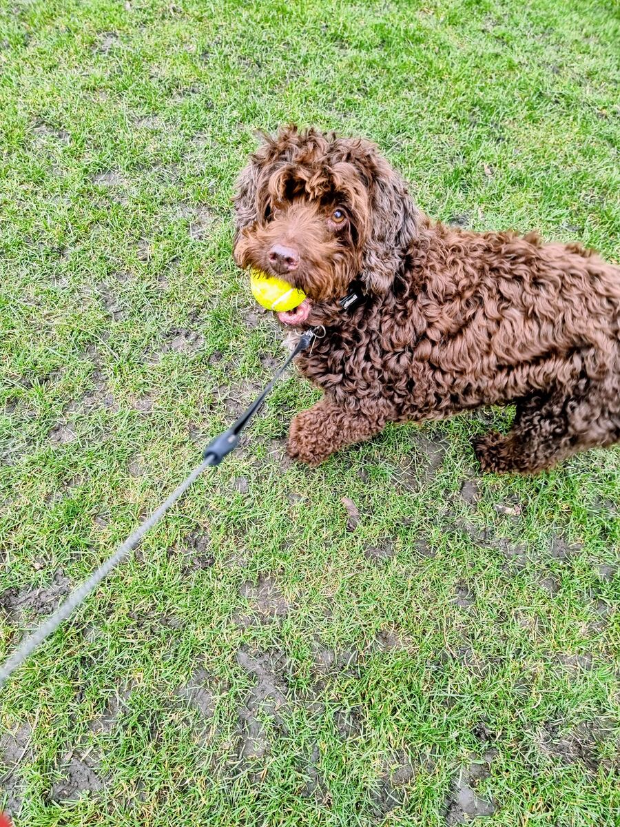 Hamish on a walk in Stockbridge