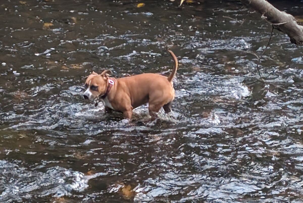 Luna on a walk in Edinburgh