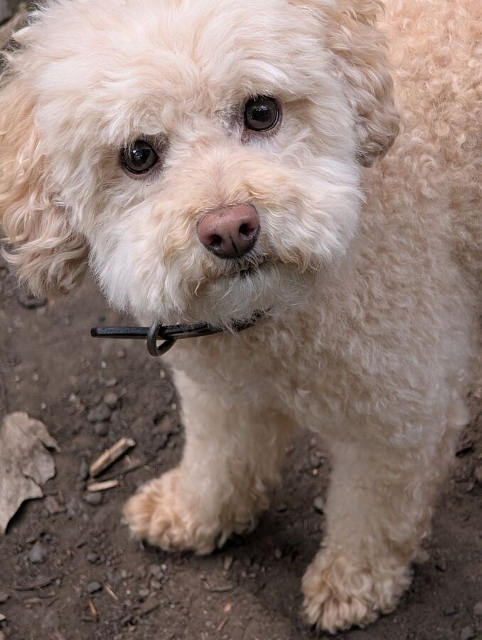 Nell the poodle cross on a walk in Stockbridge