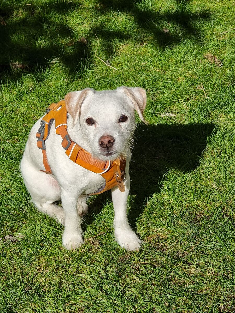 Woody sitting in the sunshine in his harness