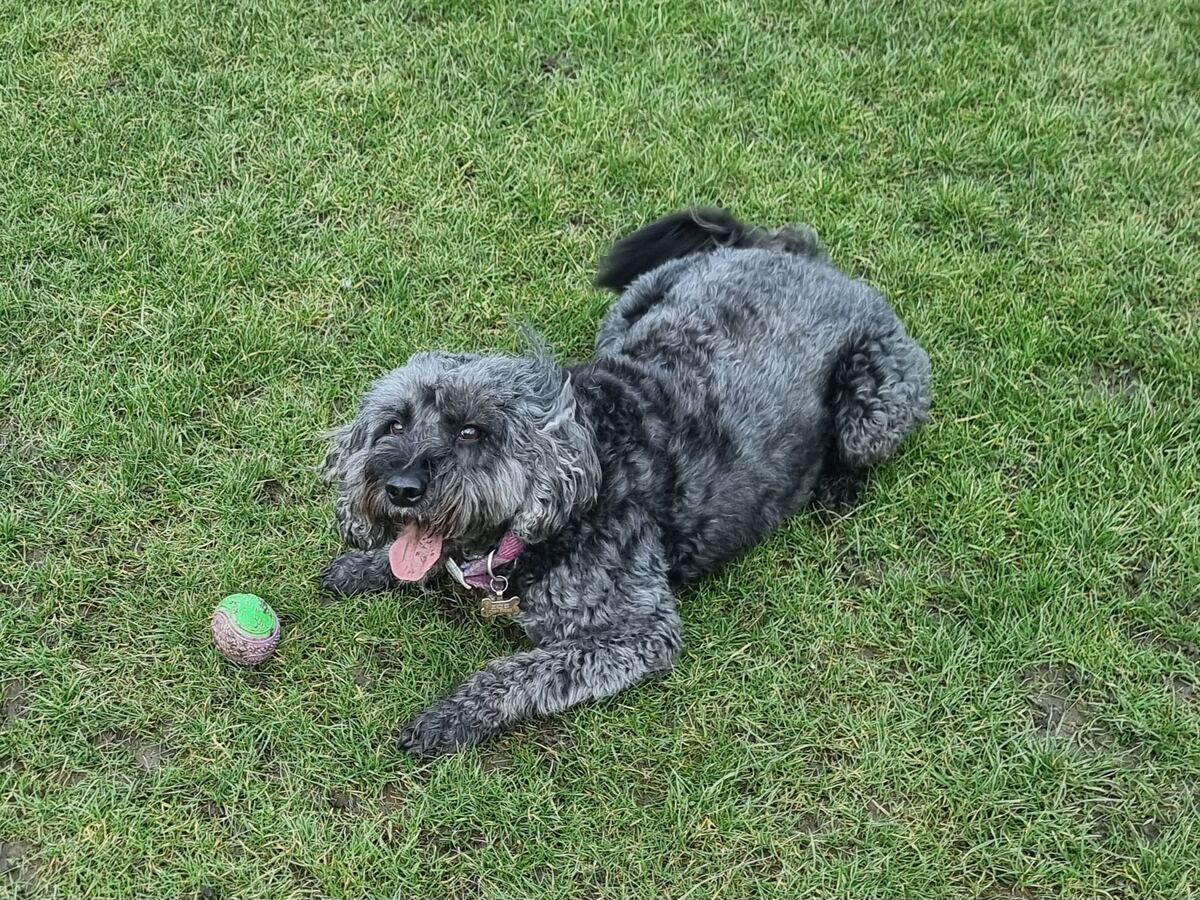 Zoe playing on the grass in Stockbridge